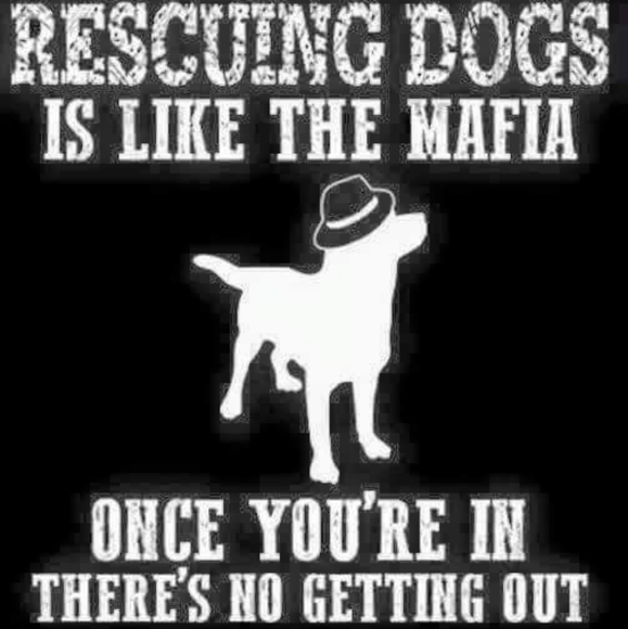 Meet your Animal Rescue Posher, Tammy - Picture 1 of 10